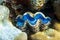 Giant Tridacna, Saltwater Clams In The Coral Reef, Red Sea. Marine Bivalve Blue Mollusks, Large Shells.
