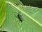 Giant tropical beetle Taeniotes praeclarus