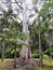 Giant tropical tree