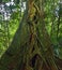 Giant tropical tree