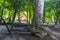 Giant tropical trees in the jungle rainforest Coba Ruins Mexico