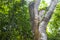 Giant tropical trees in the jungle rainforest Coba Ruins Mexico