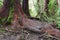 The giant trunk and roots of a Redwood tree covered in moss in a rainforest at Koolau Forest Reserve on the Waikamoi Nature Trail