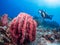 Giant tube sponge and diver