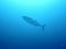 Giant tuna fish in maldives