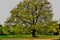 A giant turkey oak tree
