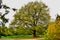 A giant turkey oak tree