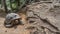 A giant turtle Aldabrachelys gigantea walks along a dirt path.