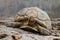 Giant Turtle in Chiangmai zoo , Thailand