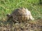 A giant turtle crossing the road in a safari park