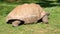 Giant turtle eating grass, Tortoise Aldabra giant