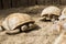 Giant Turtle Family
