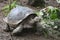 Giant Turtle in the Galapagos Islands