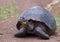 Giant turtle, galapagos islands