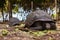 A giant turtle on the Prison Island of Zanzibar.