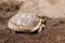 Giant turtle or testudinidae  reptile on sand background