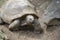 Giant turtles, dipsochelys gigantea in tropical island Mauritius