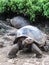 Giant turtles at Galapagos Island