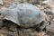 Giant turtles Galapagos Islands