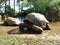 Giant Turtles In Vanille Des Mascareignes Park