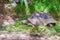 Giant turttle in seychelles feeding