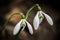 giant twin snowdrops, spring messenger