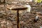 Giant umbrella mushroom with mold spores in the forest