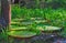 The Giant Victoria Amazonica (The Amazonia)