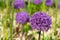 Giant violet allium flower on bright sunlights with bokeh background.