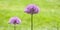 Giant violet Allium Giganteum flowers