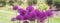 Giant violet Allium Giganteum flowers