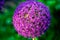 Giant violet close up Onion Allium Giganteum flower blooming