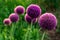 Giant violet ion Allium Giganteum flowers blooming