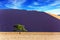 Giant violet-orange dune