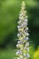 Giant vipers bugloss echium pininana flowers