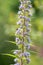 Giant vipers bugloss echium pininana flowers