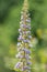 Giant vipers bugloss echium pininana flowers