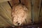 Giant wasp hive hanging from the ceiling