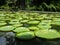Giant water lilies