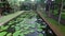 Giant water lilies in Pamplemousses Botanical Garden. Mauritius 