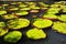 Giant water lilies in Sir Seewoosagur Ramgoolam Botanical Garden