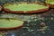 Giant water lillies, Victoria amazonica, Mauritius