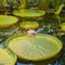 Giant water lilly