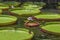 Giant water lily in botanical garden on Island Mauritius . Victoria amazonica, Victoria regia