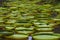 Giant water lily in botanical garden on Island Mauritius . Victoria amazonica, Victoria regia