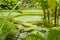 Giant water lily leaves victoria amazonica