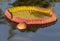 Giant water lily pad and bulb floating in a pond