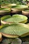 Giant Water Lily pads