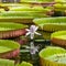 Giant water lily in Pamplemousse Botanical Garden. Island Mauritius