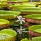 Giant water lily in Pamplemousse Botanical Garden. Island Mauritius